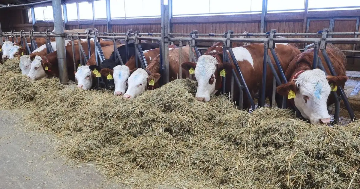 Megállt a tejár zuhanása, de óriási a veszteség – mélyponton a magyar tehenészetek